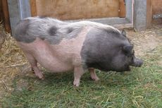 Deutsches-Sattelschwein_2306.jpg